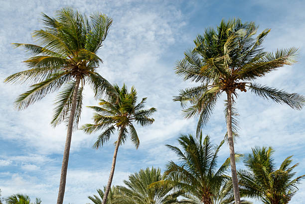 istock Palm trees in a gentle Caribbean breeze 547218792