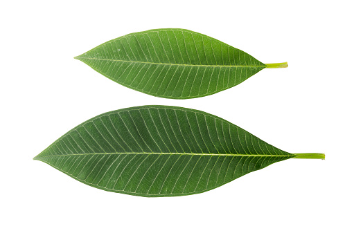 Veins of a green leaf