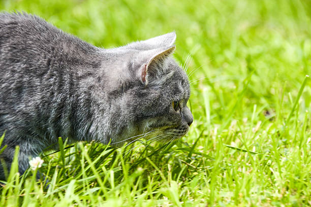 istock Beautiful British kitten in a grass 547220006