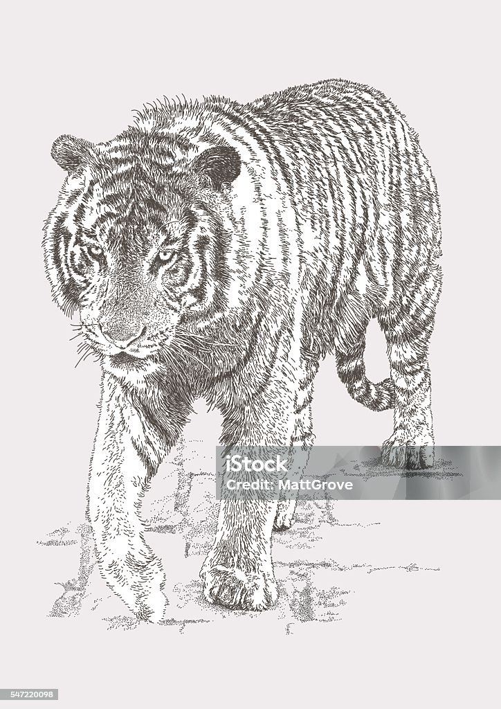 Bengal Tiger Bengal Tiger Vector illustration. Additional EPS file contains the same image with lines in stroke form, allowing you to convert to a brush of your choosing. Colors are layered and grouped separately. Easily editable. Tiger stock vector