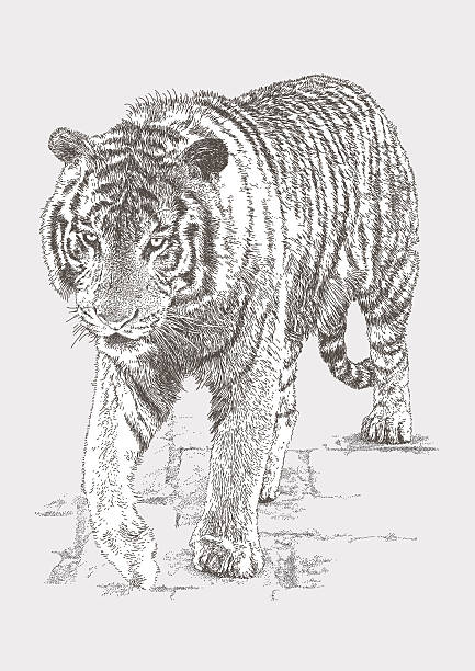 Bengal Tiger Bengal Tiger Vector illustration. Additional EPS file contains the same image with lines in stroke form, allowing you to convert to a brush of your choosing. Colors are layered and grouped separately. Easily editable. prowling stock illustrations