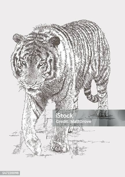 Bengal Tiger Stock Illustration - Download Image Now - Tiger, Bengal Tiger, Prowling - Animals Hunting