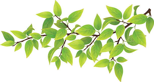 stockillustraties, clipart, cartoons en iconen met tree branch with green leaves - tak plantdeel