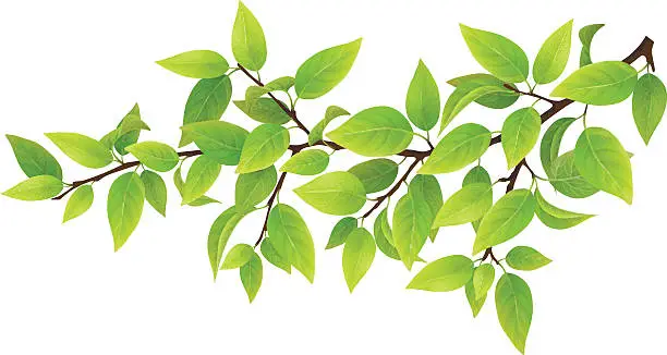 Vector illustration of Tree branch with green leaves
