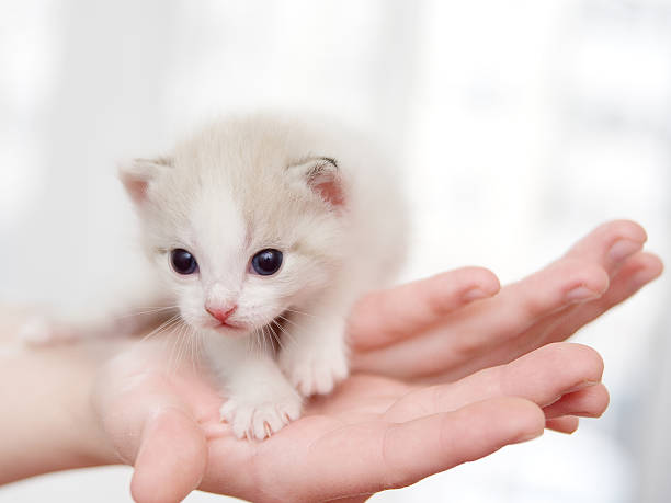 istock cute little kitten sitting on the palms 547222218