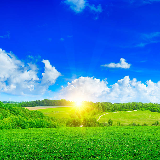 istock Beautiful sunset on green field 547224536