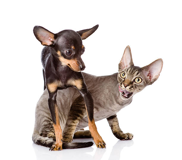 istock devon rex cat and toy-terrier puppy playing together. 547225086
