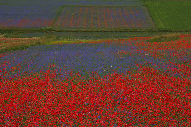 istock Field of bright red corn poppy flowers 547226024