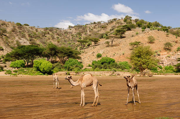 wieś south horr w kenii - africa south africa african culture plain zdjęcia i obrazy z banku zdjęć