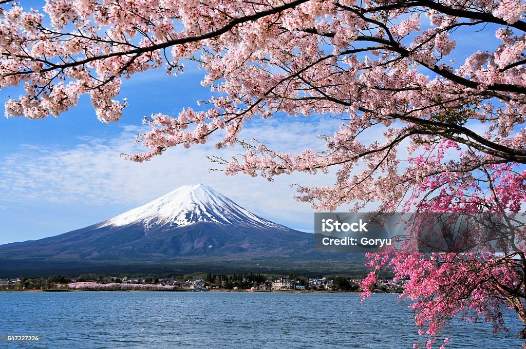 Mount Fuji and Cherry tree Mt. Fuji and cherry blossoms in Lake Kawaguchi Japan Stock Photo