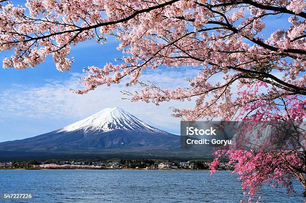 Mount Fuji And Cherry Tree Stock Photo - Download Image Now - Japan, Mt. Fuji, Cherry Tree