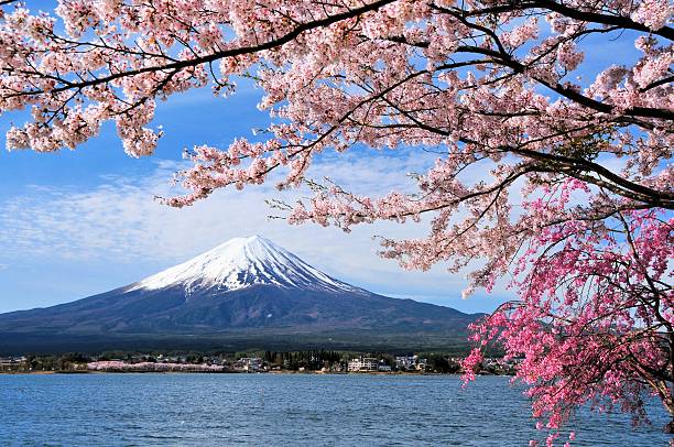 mount fuji and cherry tree - tree spring blossom mountain imagens e fotografias de stock