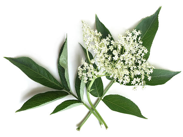 Elder (Sambucus nigra) The flower of black elderberry are used in traditional medicine to treat bronchitis, cough, infections, fever. sambucus nigra stock pictures, royalty-free photos & images