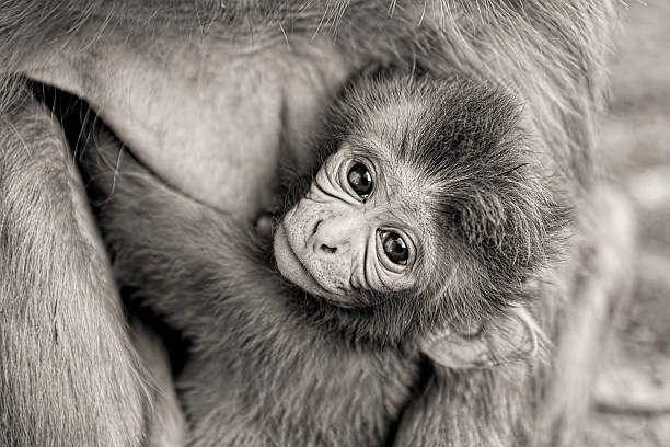 istock little monkey carried by his mother 547229168