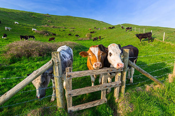 istock English cows and bulls 547231886