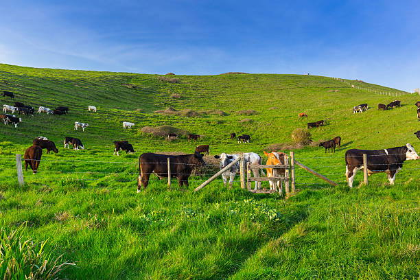 istock English cows and bulls 547231968