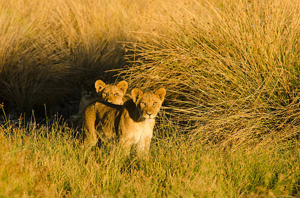 Desert Lion Cubs stock photo
