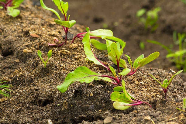 Beet sprout stock photo