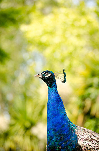 Peacock Pose stock photo