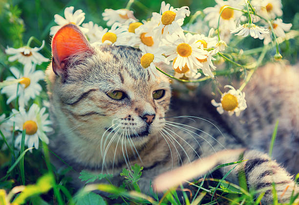 istock Cat with flowers relaxing on the grass in garden 547235142