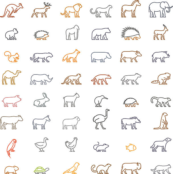 vektor-farblinie satz von silhouetten von tieren - ostrich ape animal monkey stock-grafiken, -clipart, -cartoons und -symbole