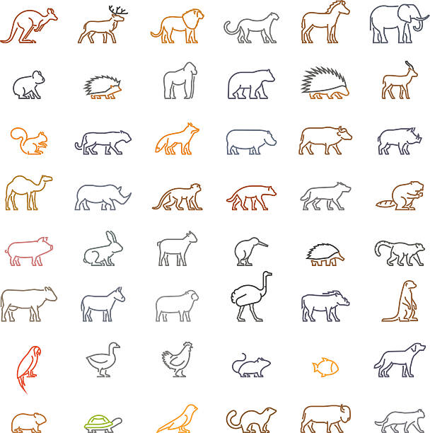 ilustraciones, imágenes clip art, dibujos animados e iconos de stock de conjunto de líneas de color vectoriales de siluetas de animales - camello dromedario