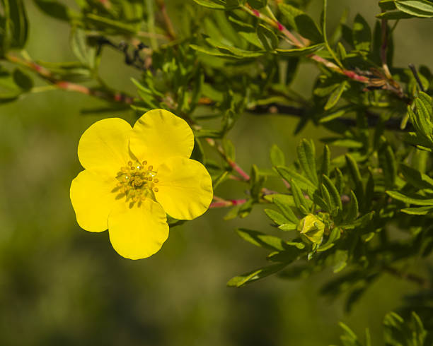 Shrubby cinquefoil, Tundra rose, Dasiphora fruticosa, flower macro, selective focus