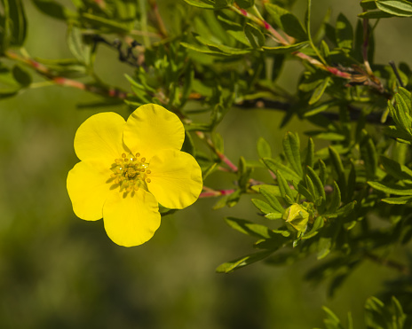 Shrubby cinquefoil, Tundra rose, Golden hardhack, Dasiphora fruticosa, flower on shrub, macro, selective focus, shallow DOF
