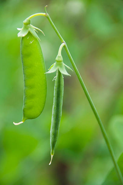 istock new green peas pods 547236598