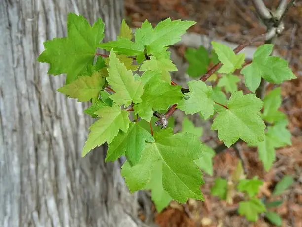 Maple leaves on the tree
