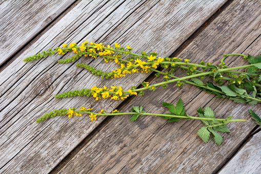 agrimony herb on wooden background
