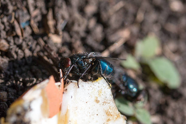 istock blowflies on the ground eating 547240896