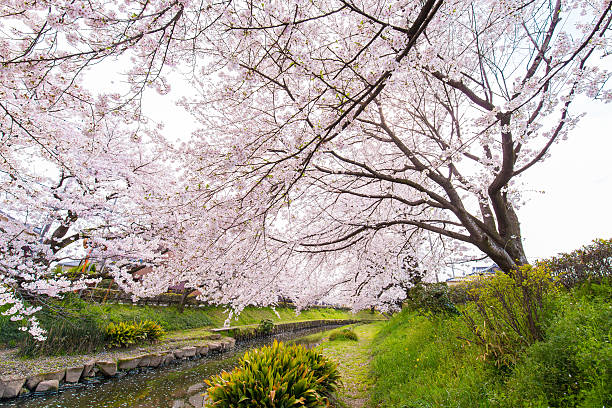 istock Bloom cherry landscape in dry riverbed 547241136