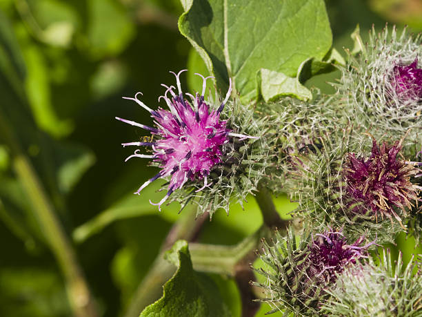 istock Flowers and buds on Wooly Burdock, Arctium tomentosum, macro 547241786