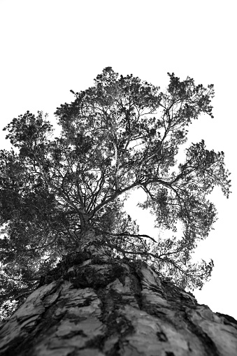 Large trees spreading their branches of the background black and white