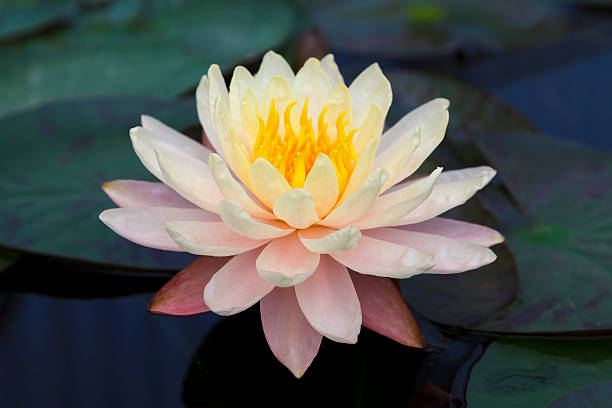 Lotus flower stock photo