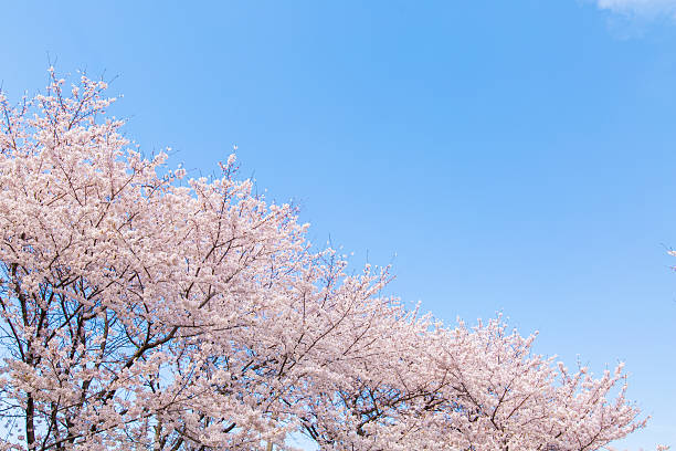 istock Cherry trees of landscape 547245738
