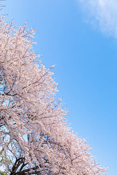 istock Cherry trees of landscape 547245828