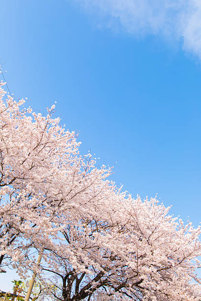 istock Cherry trees of landscape 547246276