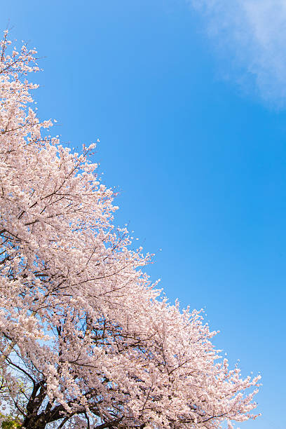 istock Cherry trees of landscape 547246378