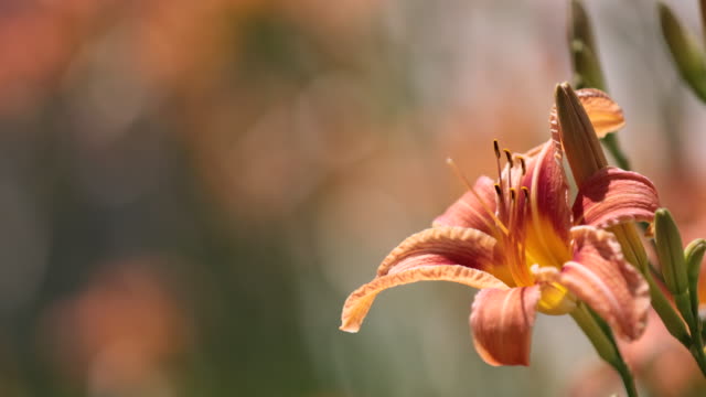 Orange Hemerocallis flower