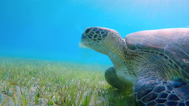 Green Sea Turtle grazing on seagrass bed on Red Sea