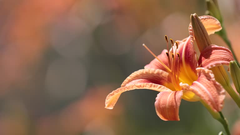 Orange Hemerocallis flower