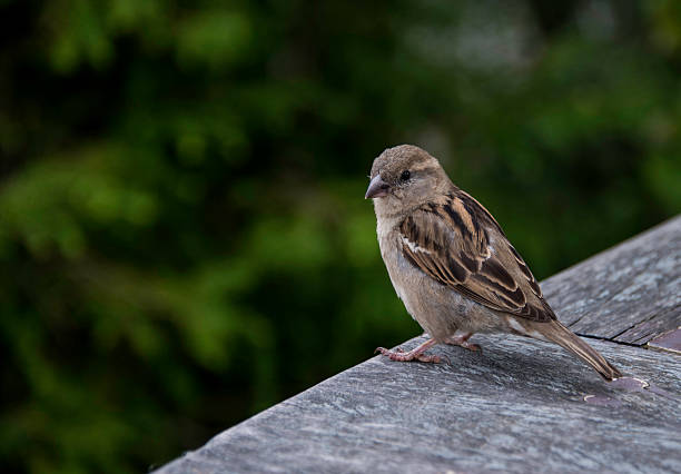 istock Passer domesticus bird in Holland 547403622