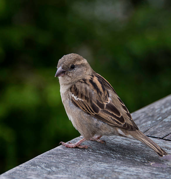 istock Passer domesticus bird in Holland 547403650