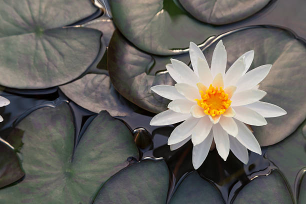 Lotus flower stock photo