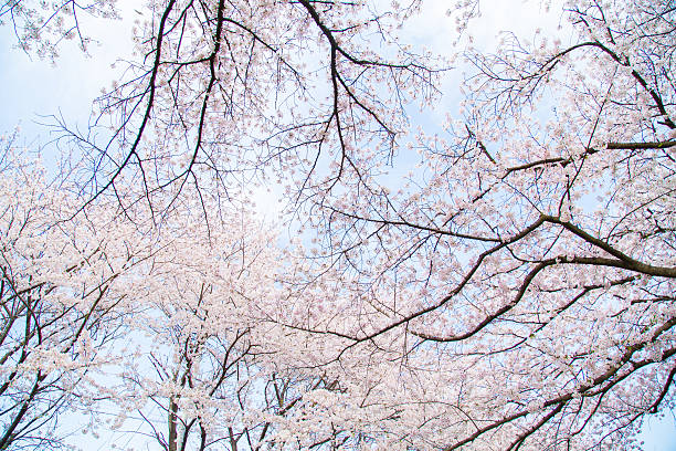 istock Cherry trees of landscape 547404170