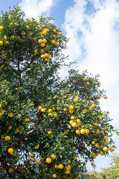 istock Citron fruit is a kind of Japanese citrus 547404546