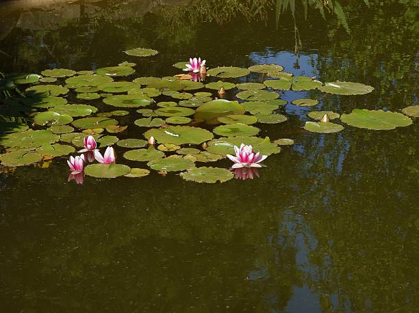 istock water lilies on pond in park 547404846