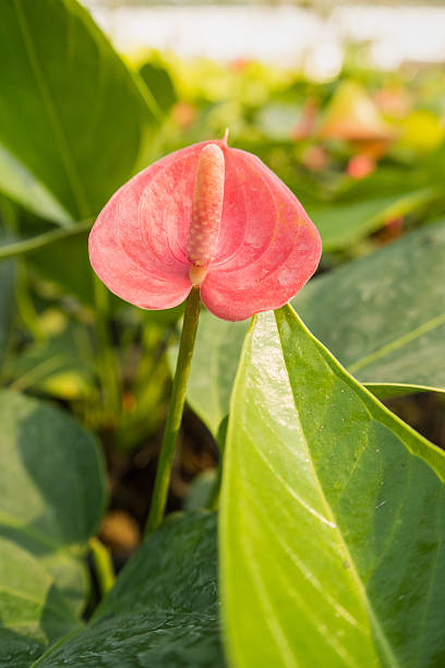 istock spadix or flamingo flower 547405858